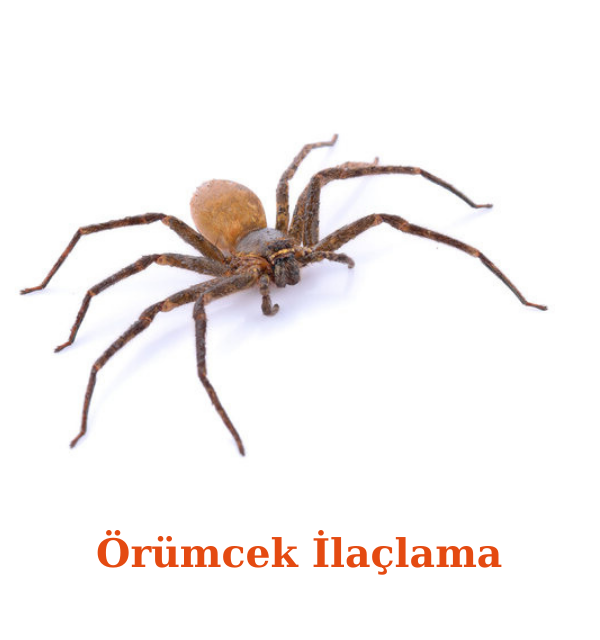 Örümcek İlaçlama Hizmetleri Haşere Market, istanbul örümcek ilaçlaması